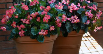 Prelude to spring