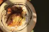 Saucy Suraci’s Favorite Dishes of the Summer